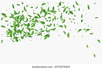 Green Foliage Ecology Vector Transparent Background Backdrop. Abstract Leaves Illustration. Forest Leaf Flying Wallpaper. Greens Blur Border.