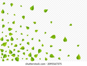 Green Foliage Falling Vector Transparent Background Backdrop. Forest Leaves Concept. Swamp Leaf Swirl Border. Greens Nature Design.