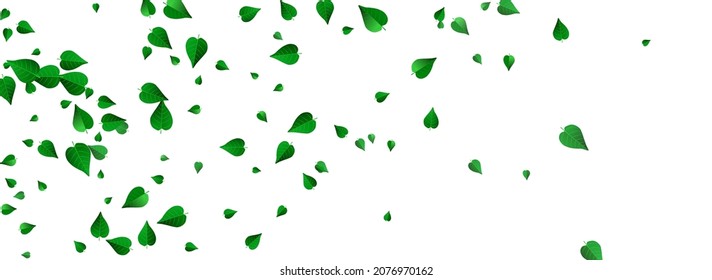 Green Foliage Fly Vector Panoramic White Background Poster. Falling Leaves Brochure. Olive Greens Tea Backdrop. Leaf Forest Border.