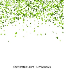 Green Foliage Fly Vector Pattern. Realistic Leaves Border. Olive Leaf Ecology Brochure. Greens Tree Illustration.
