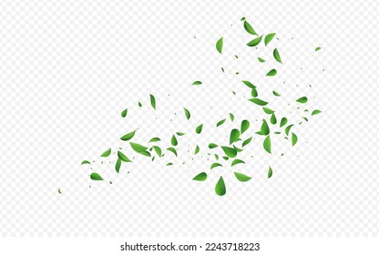 Cartel de fondo transparente del vector de vuelo verde. Rama de hojas de té. Papel de fondo de fondo Swirl de los Verdes Swamp. Ilustración De Resumen De Hoja.