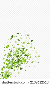Fondo transparente del vector volante del follaje verde. Cartel de Swirl Greens. El Bosque deja un fondo de movimiento. Borde de bosques de hojas.