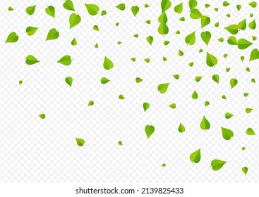 Green Foliage Flying Vector Transparent Background Backdrop. Tree Leaves Branch. Swamp Greens Spring Brochure. Leaf Realistic Design.