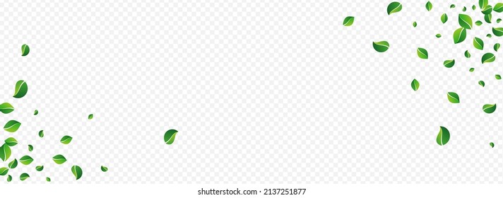 Fondo Verde Fresco Vector Panorámico Transparente. El fondo de los Verdes desenfocado. Banner Abstract De Swamp. Rama de hierbas de hoja.