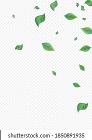 Papel de fondo transparente del vector fresco del follaje verde. Patrón de hoja orgánica. Afiche de la Naturaleza de la Moneda Verde. Deja el borde de la ecología.
