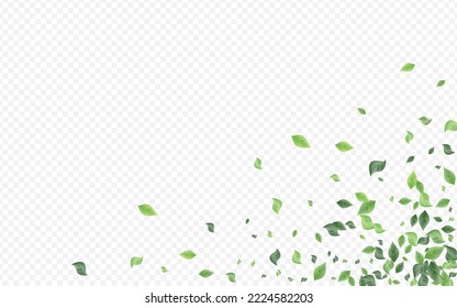 Green Foliage Fresh Vector Transparent Background Illustration. Fly Leaves Design. Forest Leaf Swirl Branch. Greenery Wind Border.