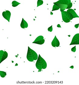 Green Foliage Fresh Vector White Background Template. Blur Leaves Branch. Olive Greens Realistic Design. Leaf Wind Brochure.