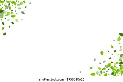 Green Foliage Herbal Vector Branch. Abstract Leaf Plant. Olive Leaves Motion Design. Greens Fresh Concept.