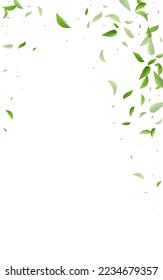 Green Foliage Herbal Vector White Background Poster. Fresh Leaf Pattern. Grassy Leaves Flying Brochure. Greens Tea Plant.