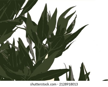 green foliage isolated garden backgrounds