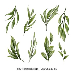 Green Foliage Leaf Branches collection