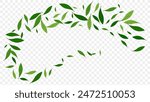 Green foliage leaves flying natural beverage advert. organic product background. botanical