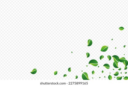 Green Foliage Motion Vector Transparent Background. Tree Leaves Banner. Mint Greens Fresh Poster. Leaf Wind Border.