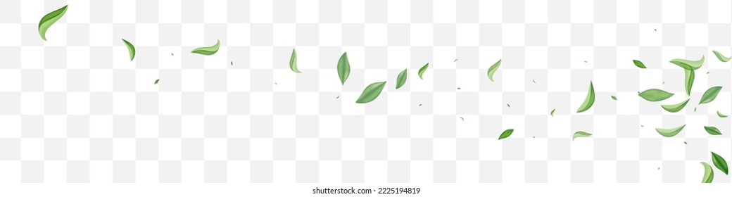 Green Foliage Nature Vector Transparent Panoramic Background Poster. Wind Leaf Plant. Mint Leaves Forest Template. Greens Blur Brochure.
