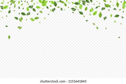 Green Foliage Organic Vector Transparent Background Brochure. Fresh Leaf Concept. Grassy Greenery Motion Plant. Leaves Falling Pattern.