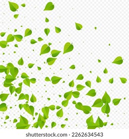 Green Foliage Organic Vector Transparent Background Plant. Tea Leaf Backdrop. Mint Leaves Herbal Concept. Greens Spring Brochure.