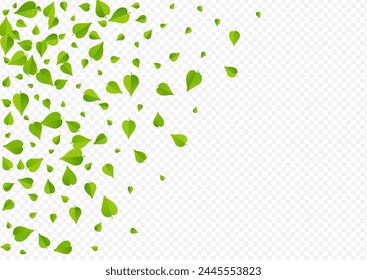 Green Foliage Organic Vector Transparent Background Illustration. Swirl Leaf Wallpaper. Olive Leaves Tea Design. Greens Ecology Pattern.