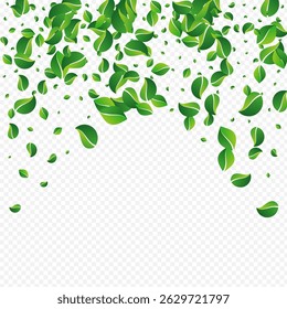 Feuillage Vert, Arrière-Plan Transparent Image vectorielle Printanier. Conception Wind Greens. Bannière réaliste de feuille de citron vert. Brochure Feuilles Forêt.
