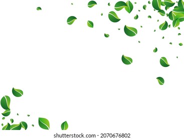 Green Foliage Spring Vector White Background. Transparent Leaf Banner. Mint Leaves Forest Template. Greens Nature Wallpaper.
