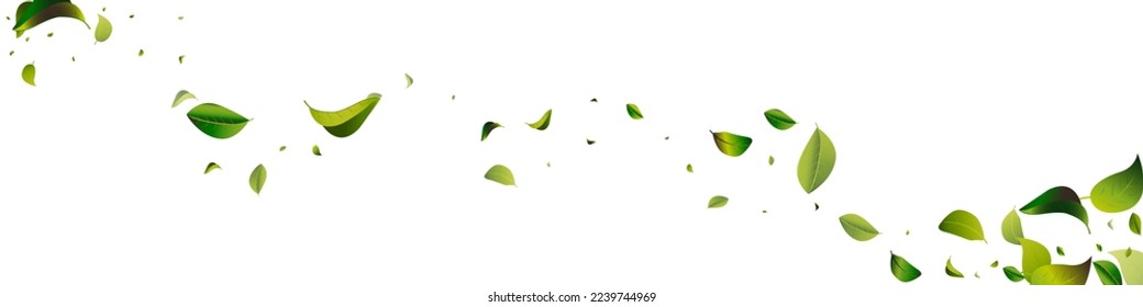 Green Foliage Spring White Panoramic Vector Background Illustration. Abstract Greens Banner. Olive Leaves Wind Background. Leaf Transparent Template.