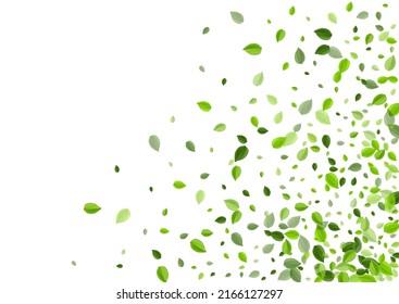 Green Foliage Swirl Vector Backdrop. Spring Leaves Brochure. Forest Leaf Tea Concept. Greens Nature Poster.