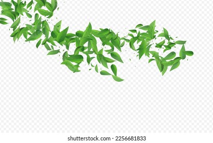 Patrón De Fondo Transparente Del Vector Swirl Del Foliage Verde. Pancarta de ecología verde. Borde Orgánico Grassy Leaf. Deja La Ilustración Del Viento.