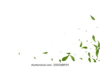 Green Foliage Swirl Vector White Background Illustration. Transparent Leaves Plant. Mint Leaf Tea Template. Greens Forest Border.