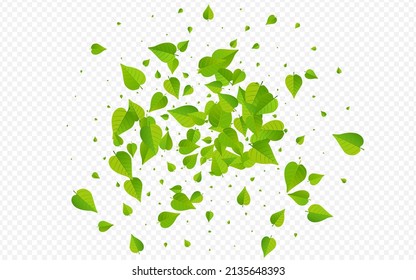 Concepto de fondo transparente del vector de té follaje verde. Pancarta de Verdes Orgánicos. Patrón Fresco De Leña Lime. Deja La Plantilla De Caída.