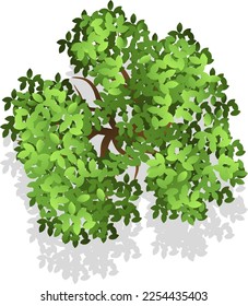 Vista panorámica del follaje verde. Elemento de paisaje de árbol
