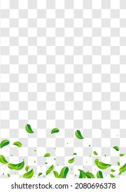 Green Foliage Transparent Vector Transparent Background Backdrop. Herbal Leaves Illustration. Mint Greens Swirl Banner. Leaf Fly Poster.