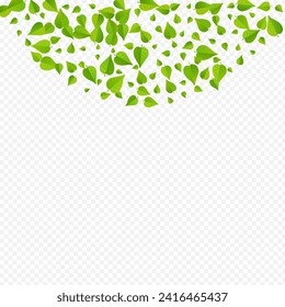 Green Foliage Transparent Vector Transparent Background Template. Swirl Leaves Poster. Olive Leaf Abstract Branch. Greens Tea Wallpaper.