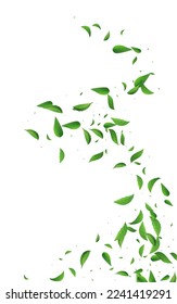 Green Foliage Transparent Vector White Background Design. Ecology Leaf Pattern. Grassy Leaves Wind Template. Greens Swirl Brochure.
