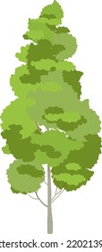 Green foliage tree. Aspen plant. Nature symbol