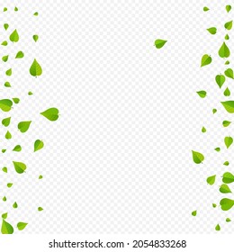 Green Foliage Wind Vector Transparent Background Banner. Flying Leaf Concept. Olive Leaves Fly Design. Greens Herbal Branch.