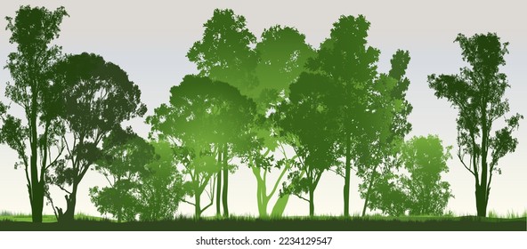 a green forest of Australian gum tress with light colored  background