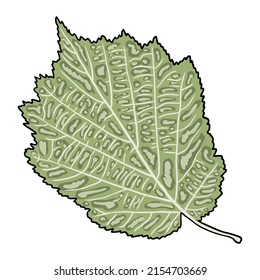 Green forest fern, hand drawn art foliage, made of real natural leaves. Park forest plants leaf, leaves and young ferns. Vector.