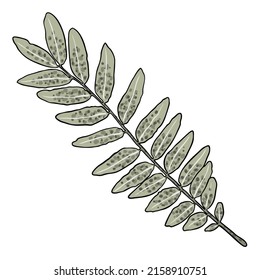Green forest fern, hand drawn art foliage, made of real natural leaves. Decorative domesticated for city landscapes and gardens. Park forest plants, leaves and young ferns. Vector.
