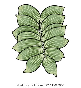 Green forest fern, hand drawn art foliage, made of real natural leaves. Decorative domesticated for city landscapes and gardens. Park forest plants, leaves and young ferns. Vector.