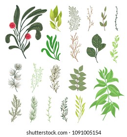 Green forest leaves herbs branches tropical greenery vector elements set natural foliage. Decorative botanical vector design illustration