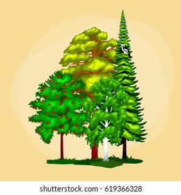 green forest summer trees collection in nature, pine with branch foliage and leafs isolated vector illustration, environment protection ecology concept, landscape design element for park or garden