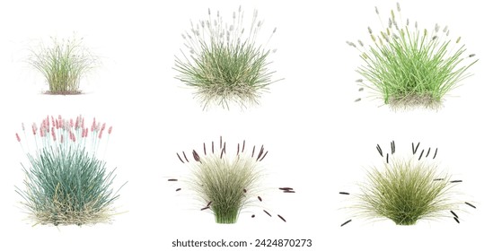 Green Fountain grass,Little Bunny Fountain Grass with whitte background.3d rendering