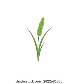 Green Foxtail Grass Spikelet Illustration Isolated on White Background for Nature and Botanical Design