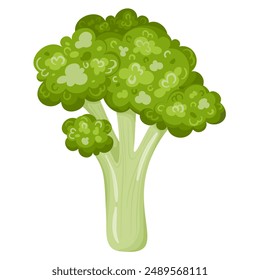 Green fresh broccoli vegetable isolated on white background. Brassica oleracea var. italica. Calabrese broccoli icon. Healthy organic food concept. Vector illustration of vegetables in flat style.