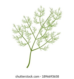 Brunch verde fresco de eneldo aislado en la ilustración vectorial del material de fondo blanco. Estilo plano, ingrediente colorido, aderezo herbal.