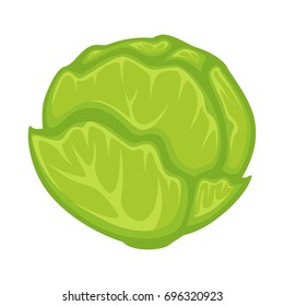 Green fresh cabbage