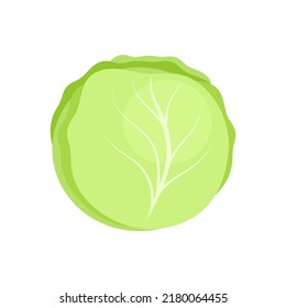 Green fresh cabbage isolated on white background. Brassica oleracea. Healthy organic food concept. Vector vegetables illustration in flat style.