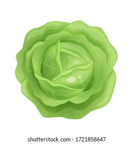 Green fresh cabbage with green leaves, healthy food, vegetables vector icon.