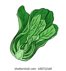 Green fresh cabbage or pak choi on white background. Hand drawn vector illustration.