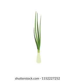 Green fresh chives, vegetarian healthy food, organic herb for cooking vector Illustration on a white background