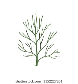 Green fresh dill leaf, vegetarian healthy food, aromatic organic herb for cooking vector Illustration on a white background